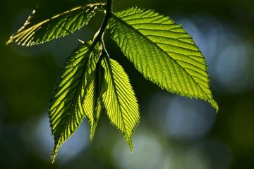 Pourquoi les feuilles des plantes deviennent-elles noires ?