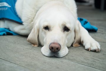 Pourquoi mon chien tousse et crache de la mousse blanche ?