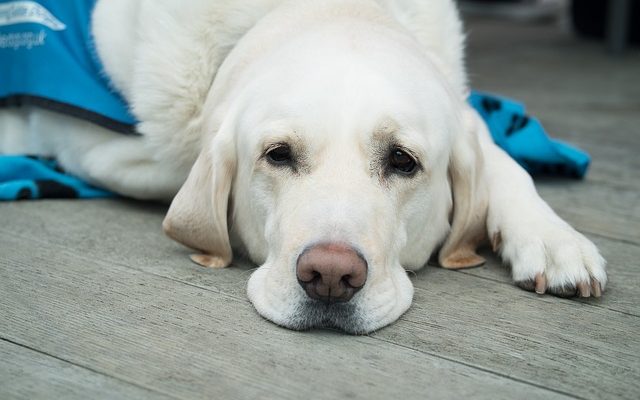 Pourquoi mon chien tousse et crache de la mousse blanche ?