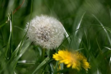 Pourquoi mon gazon devient-il jaune ?