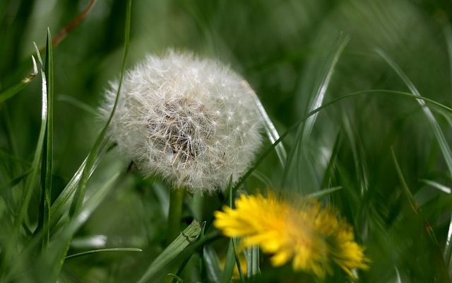 Pourquoi mon gazon devient-il jaune ?