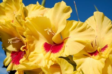 Pouvez-vous laisser votre Gladioli dans le sol ?