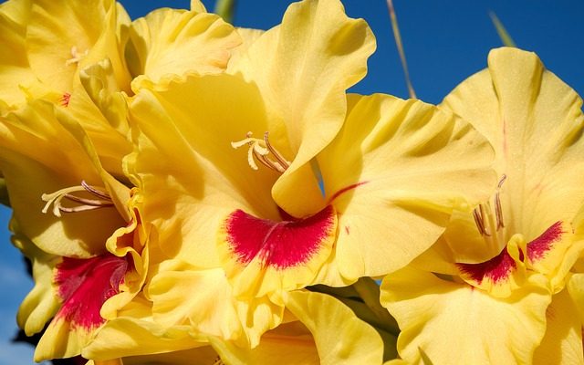 Pouvez-vous laisser votre Gladioli dans le sol ?