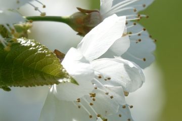 Problèmes de floraison des cerises