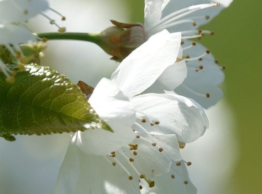 Problèmes de floraison des cerises