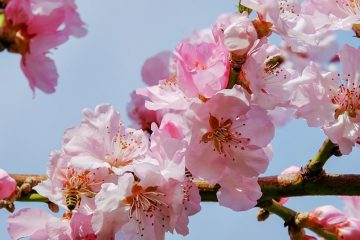 Quand les roses fleurissent-elles ?