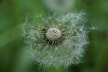 Quand planter des graines d'onagre ?