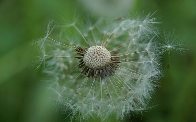 Quand planter des graines d'onagre ?