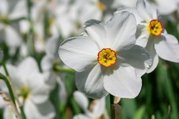 Que faire après la floraison des plantes d'Amaryllis ?