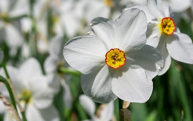 Que faire après la floraison des plantes d'Amaryllis ?