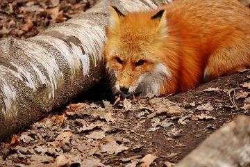 Quels animaux creusent des trous dans les jardins ?