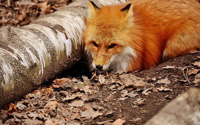 Quels animaux creusent des trous dans les jardins ?