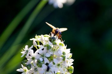 Quels animaux mangeraient des oignons dans un jardin ?