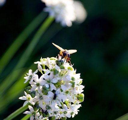 Quels animaux mangeraient des oignons dans un jardin ?