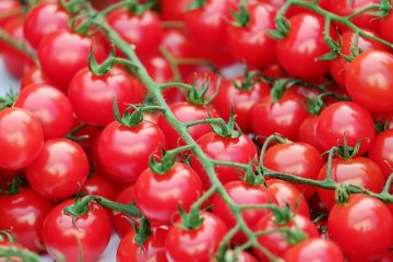 Qu'est-ce que manger des trous dans mes tomates ?