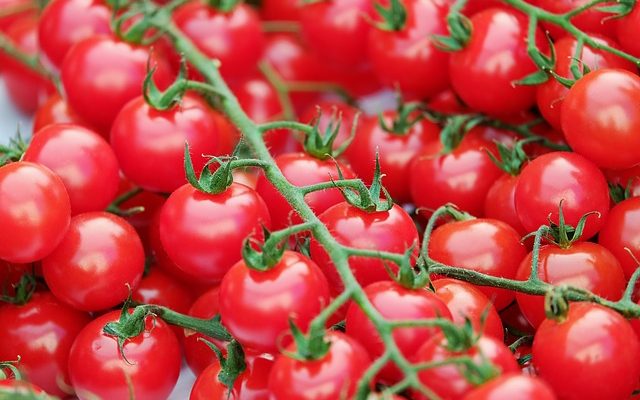 Qu'est-ce que manger des trous dans mes tomates ?