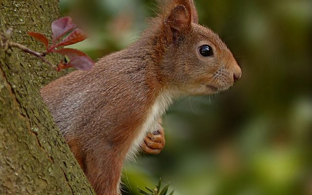 Remèdes à la maison pour la lutte antiparasitaire contre les écureuils