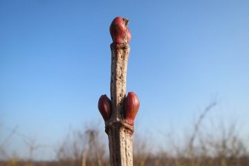 Soin de Verbinum Outdoor Plants