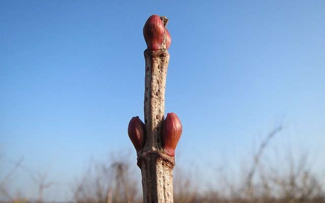 Soin de Verbinum Outdoor Plants