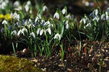 Traitement oral contre le muguet