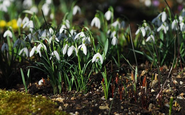 Traitement oral contre le muguet