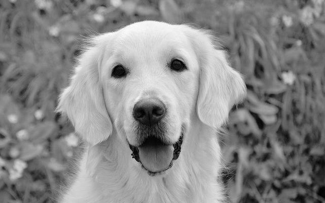 Comment apaiser la gorge d'un chien