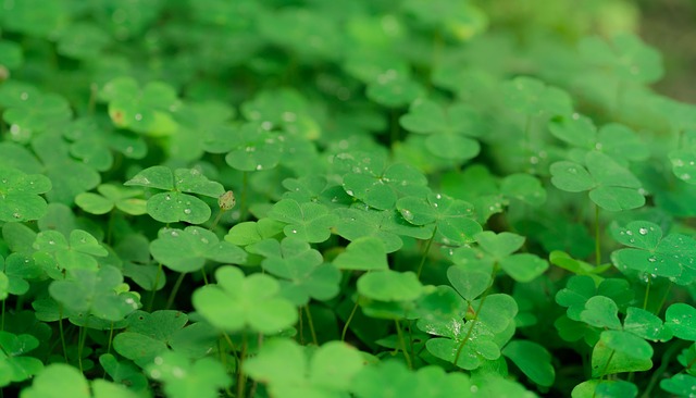 Comment congeler les feuilles d'oseille