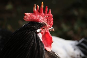 Comment différencier une poule ou une caille d'un coq