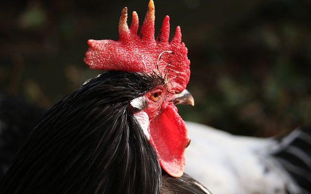 Comment différencier une poule ou une caille d'un coq