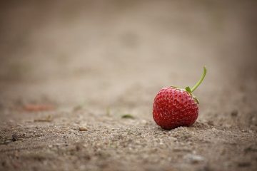 Comment empêcher les fourmis d'entrer dans les fraisiers