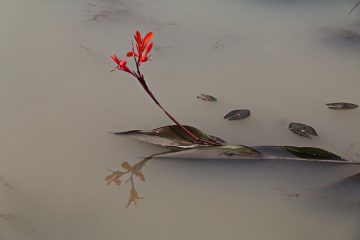 Comment enlever la pompe à boues de fond dans les étangs piscicoles ?