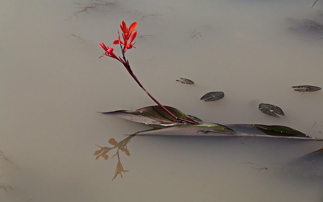 Comment enlever la pompe à boues de fond dans les étangs piscicoles ?