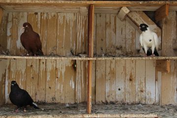 Comment fabriquer un piège à pigeons