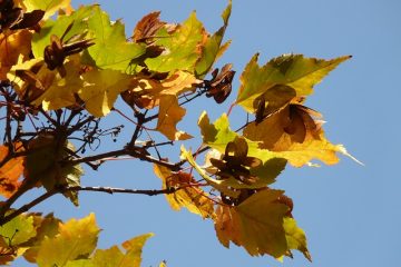 Comment faire des courtepointes à l'aide de panneaux de tissu