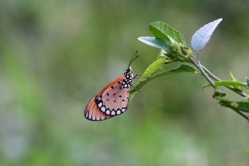 Comment faire un papillon avec des cintres en fil de fer