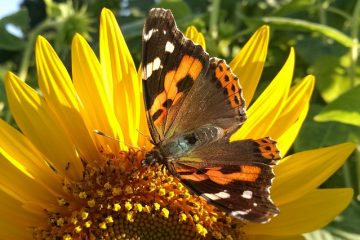 Comment faire une barrière à l'ail pour vos plantes