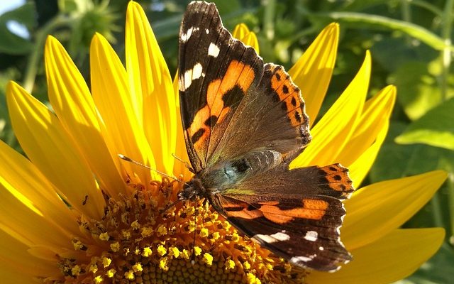 Comment faire une barrière à l'ail pour vos plantes