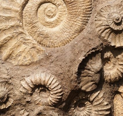 Comment identifier les fossiles de coquillages