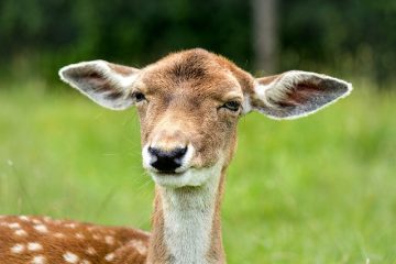 Comment neutraliser le sel dans le sol