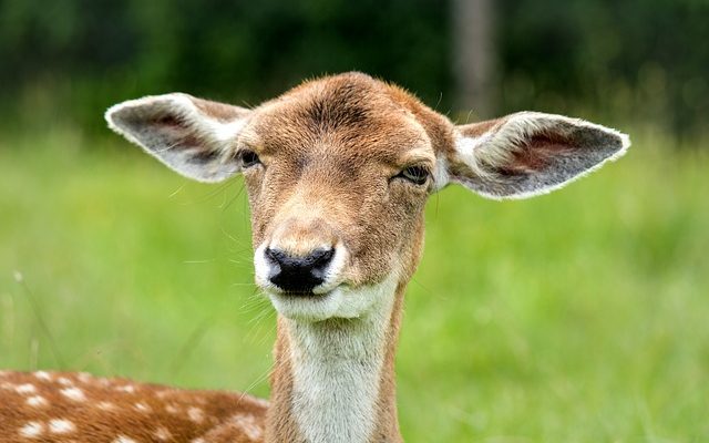 Comment neutraliser le sel dans le sol