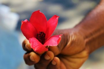 Comment prendre soin des bandelettes stériles