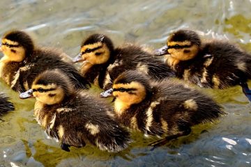 Comment prendre soin des bébés oiseaux sauvages