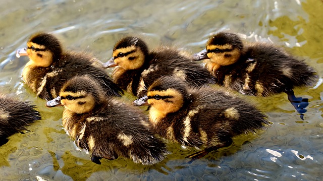 Comment prendre soin des bébés oiseaux sauvages