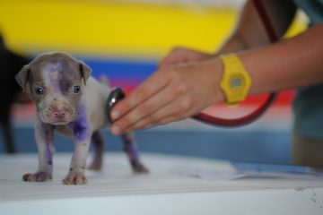 Comment prendre soin des chiennes après qu'elles ont eu des chiots ?