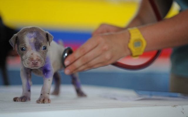 Comment prendre soin des chiennes après qu'elles ont eu des chiots ?