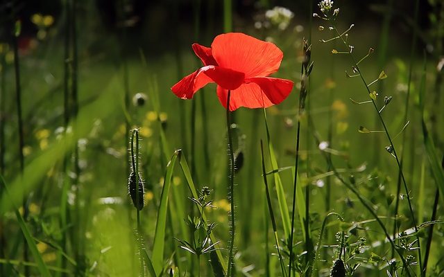 Comment prendre soin d'un freesia en pot après la floraison