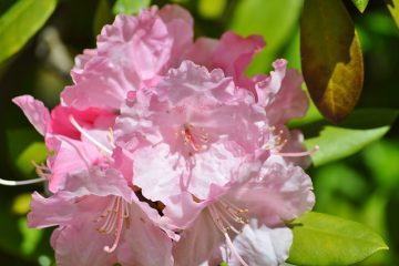 Comment prendre soin d'un laurier-rose