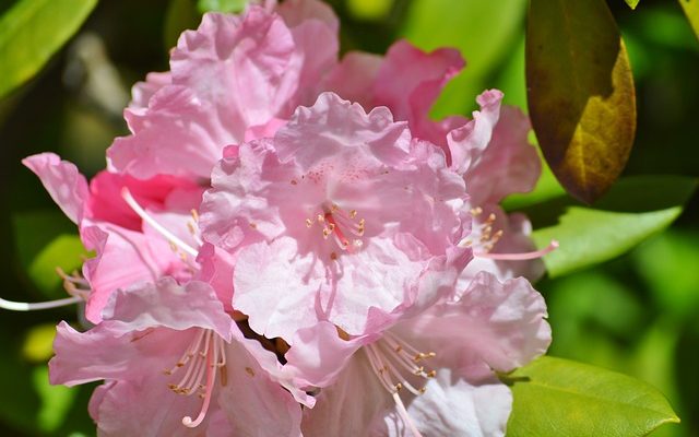 Comment prendre soin d'un laurier-rose