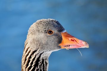 Comment prendre soin d'un oiseau Magpie