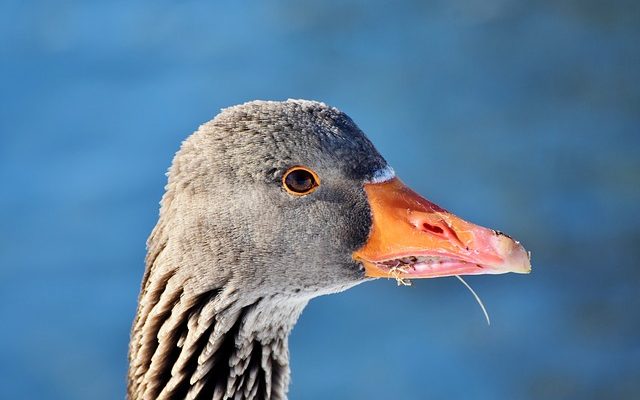 Comment prendre soin d'un oiseau Magpie